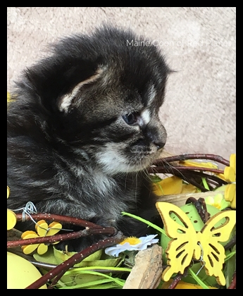 Willow